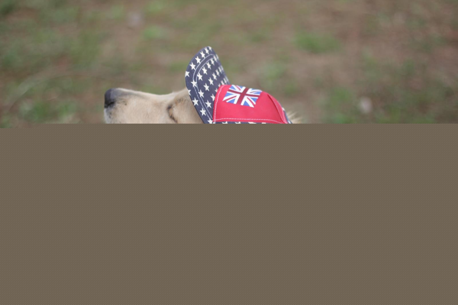 Star Print Dog Sun Hat with Ear Holes