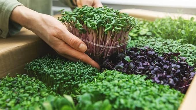 Organic Microgreens Premium Potting Mix: Natural Ingredients for Healthy Growth and Nutrient Retention - 1 Quart