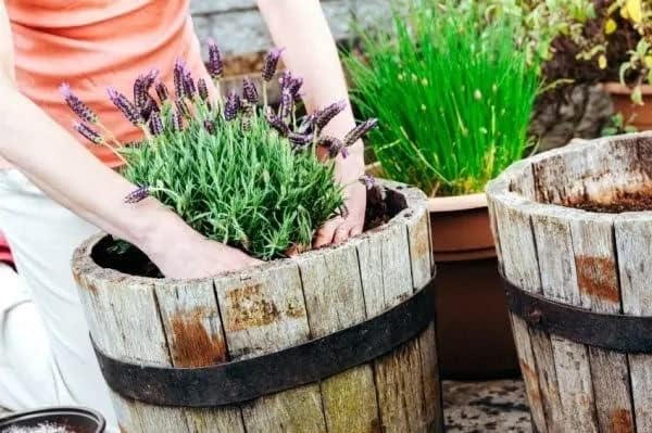 Organic Moisture Control Potting Mix - Absorbs 33% More Water Than Basic Potting Soil - 20 Quart