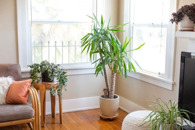 Palm Tree Potting Mix - The Ultimate Soil for Strong and Healthy Palms - Top Choice for Palm Tree Growers [1 Quart Bag]