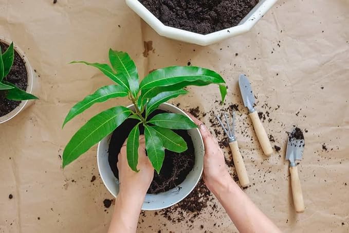 Mango Tree Potting Mix - Unlock Robust Growth and Succulent Mangoes with Our High-Performance Formula - 20 Quart