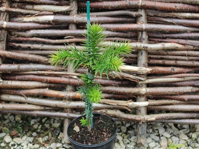 Premium Araucaria Potting Soil Mix - Perfect Balance of Nutrients, Drainage, and Aeration for Healthy Araucaria Trees - 1 Quart