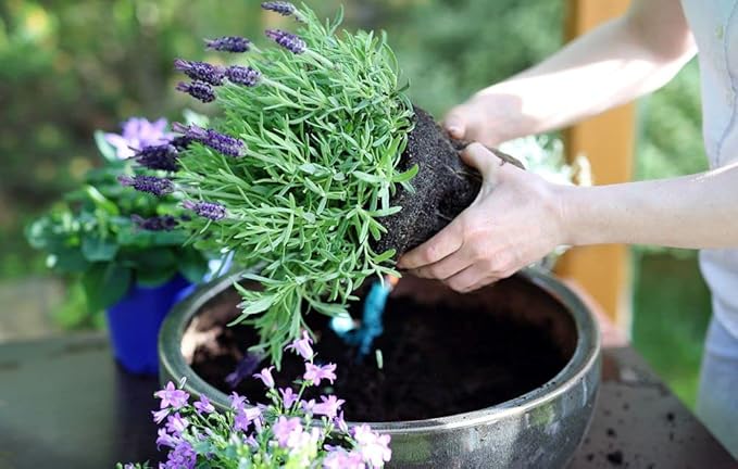 Organic Moisture Control Potting Mix - Absorbs 33% More Water Than Basic Potting Soil - 10 Quart