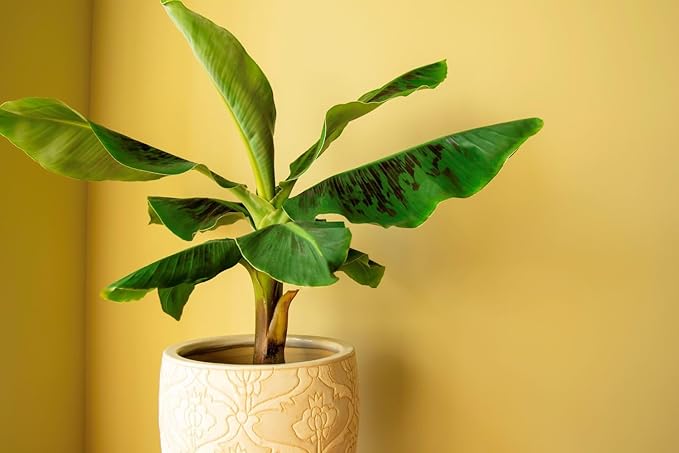 Premium Banana Tree Potting Mix - Expertly Formulated Blend for Optimal Growth and Fruit Production - Ideal for All Varieties of Banana Trees (2 Quart)