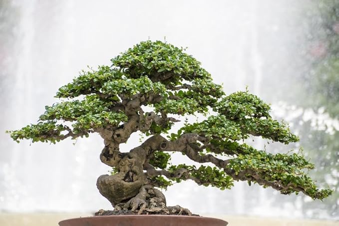 Pro Bonsai Soil Premium Potting Mix - Achieve Bonsai Perfection with Natural Ingredients for Ideal Air and Moisture Balance - 3 Quart