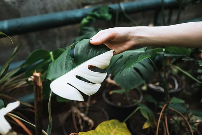 Monstera Borsigiana Soil Mix - Expertly Formulated for Strong Root Development - 2 Quart