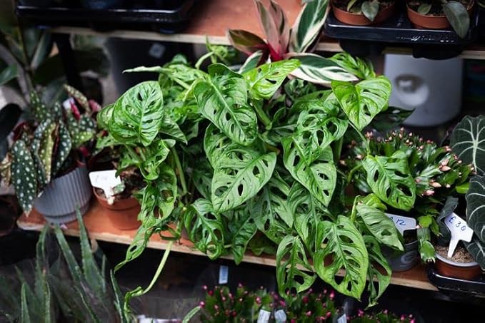 Premium Swiss Cheese Plant Potting Mix - Monstera Deliciosa Blend for Optimal Nutrients and Drainage for Healthy Growth - 4 Quart