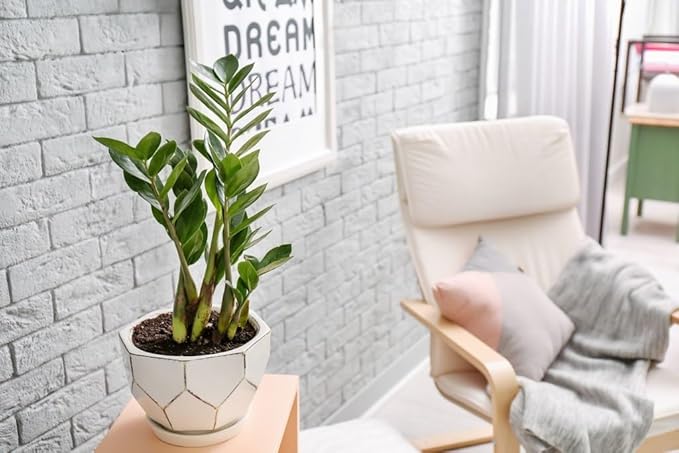 Premium Zamioculcas Plant Potting Mix - Crafted for Resilient Growth and Striking Elegance - 1 Quart