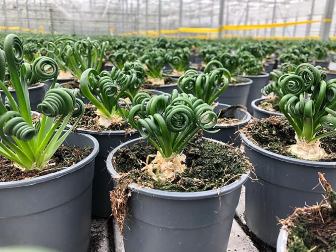 Premium Albuca Spiralis Potting Soil Mix - Perfect Balance of Nutrients, Drainage, and Aeration for Thriving Blooms - 2 Quart