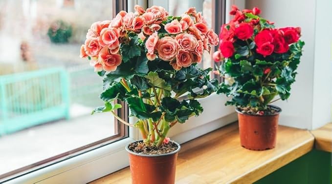 Begonia Plant Potting Soil - All-Natural Blend for Thriving Begonia Plants - Boosts Root Health and Enchanting Blooms - 10 Quart