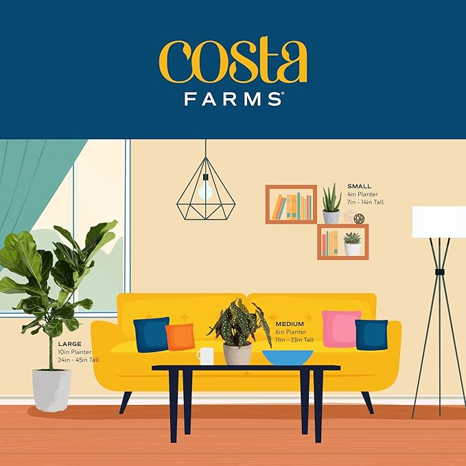 Costa Farms Kimberly Queen Fern, Live Indoor Plant, Houseplant in Grower Pot, 2-3 Feet Tall