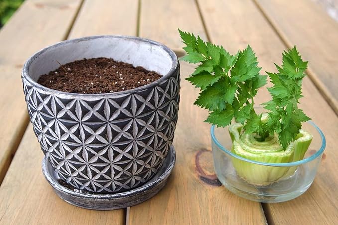 Premium Celery Potting Soil Mix - Optimal Nutrient-Rich Blend for Thriving and Crisp Celery Plants - 1 Quart