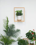 yadoker Wall Planters for Indoor Plants,Bamboo Hanging Plant Holders, Wall Decor Plant Stand, 1-Pack Window Plant Shelves for Living Room & Entryway