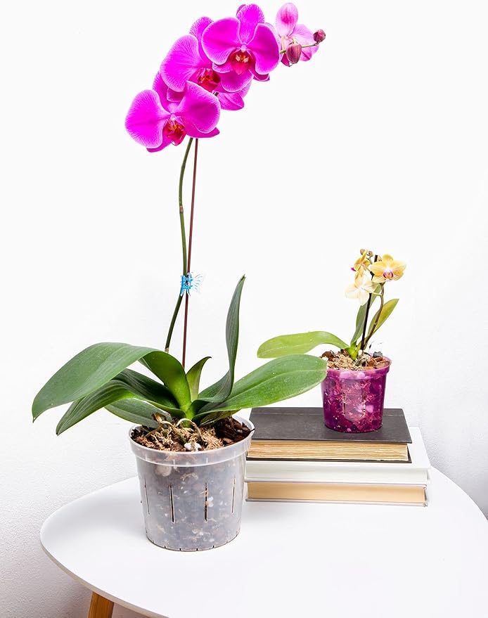 rePotme Orchid Pot - 6 inch Slotted Clear Orchid Pots - 3 Pack (Crystal Clear)