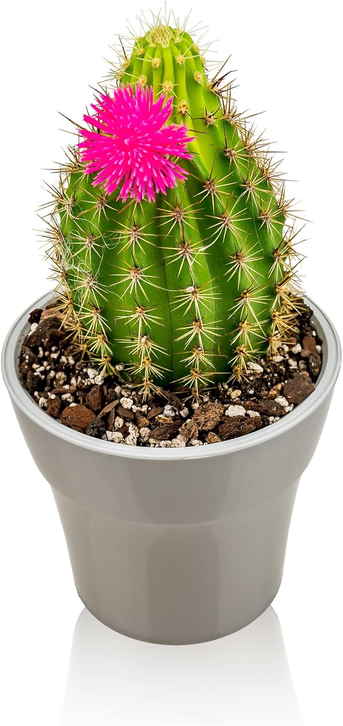 Professional Succulent Soil Premium All Purpose Blend | Pre-Mixed Ready to Use for Cactus and Succulents | Sphagnum Peat Moss, Perlite, New Zealand Pine Bark - Made in USA - 1 Quart