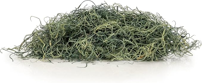 Premium Spanish Moss in Basil| Natural Preserved - Great Ground Cover - Filler for Potted Plants - by GARDENERA - 2 Quart Bag