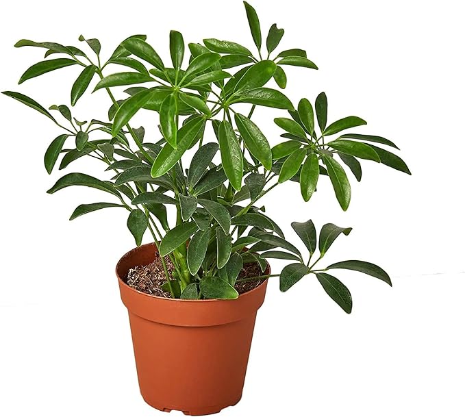 Umbrella Plant Premium Potting Mix - 10 Quart - Nourish Your Plants with Nature's Finest Ingredients (2 Bags of 5 Quart)