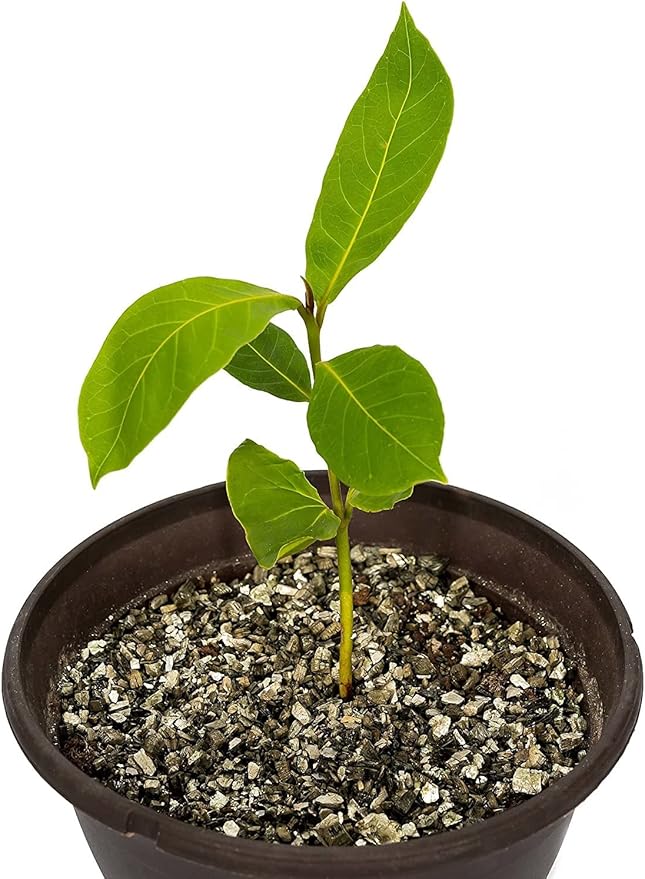 Horticultural Organic Vermiculite by GARDENERA - Medium Grade - Natural Soil Additive for Potted Plants, Orchids, Hydroponics, Terrariums (2 Quart)