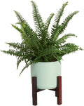 Costa Farms Kimberly Queen Fern, Live Indoor Plant, Houseplant Potted in Premium Décor Plant Pot, Potted in Potting Soil, Beautiful Room Decor, Birthday, Housewarming Gift