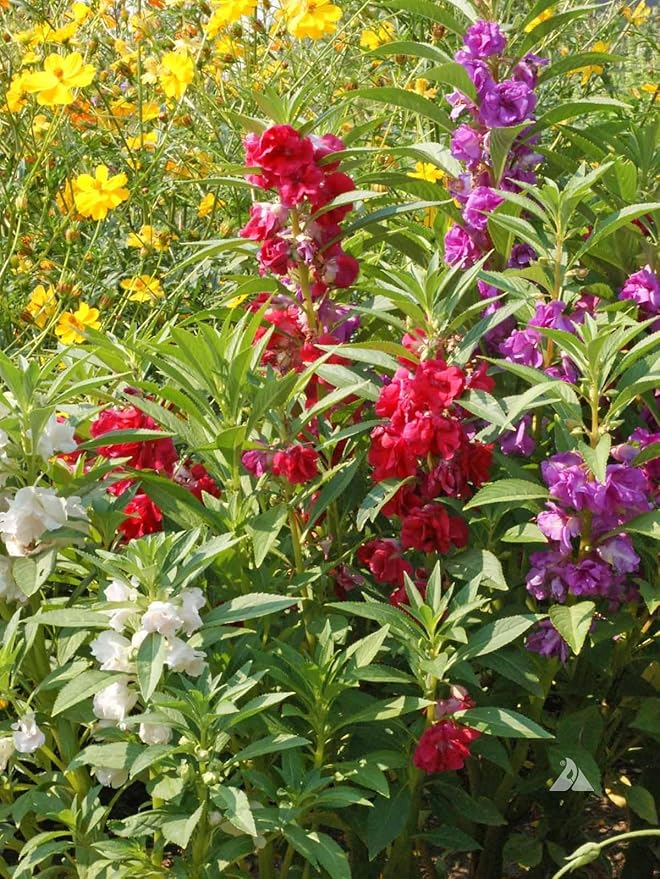 Premium Balsam Camellia Potting Soil Mix - Perfect Balance of Nutrients, Drainage, and Aeration for Thriving Blooms - 20 Quart