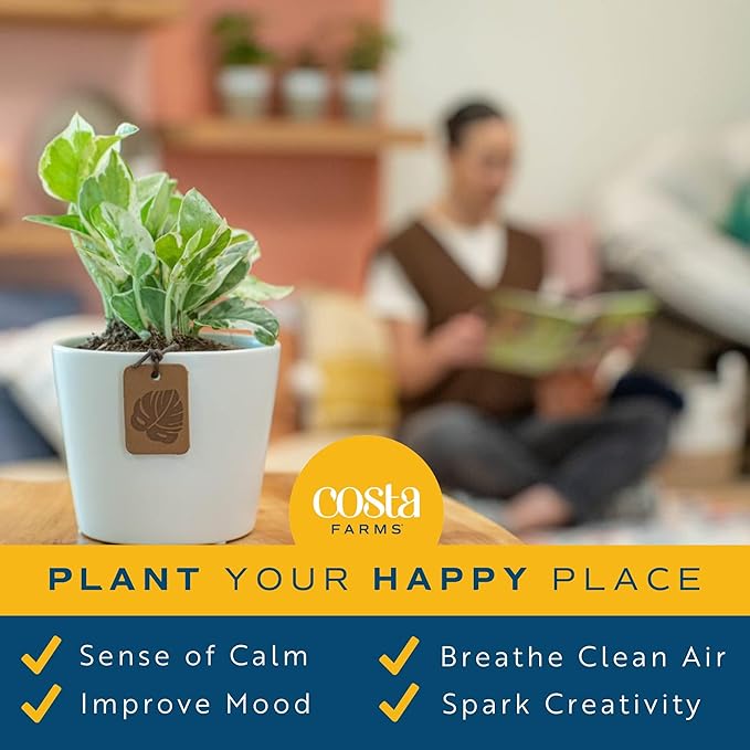 Costa Farms Live House Plants (6 Pack), Easy to Grow Live Indoor Houseplants, Grower's Choice Air Purifier Set, Potted in Indoors Garden Plant Pots, Potting Soil, Housewarming Gift, Home or Room Decor