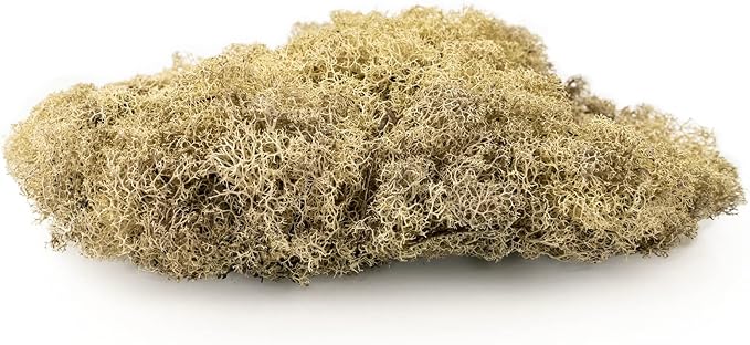 Premium Preserved Reindeer Moss for Potted Plants, Terrariums, Fairy Gardens, Arts and Crafts or Floral Decor Design in Natural (5 Quart Bag)