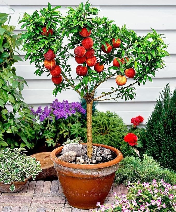 Premium Peach Potting Soil Mix - Optimal Nutrient-Rich Blend for Thriving and Juicy Peaches - 10 Quart