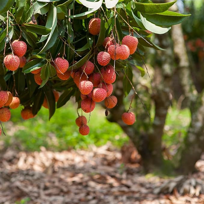 Premium Lychee Potting Soil Mix - Perfect Balance of Nutrients, Drainage, and Aeration for Thriving Lychee Trees - 5 Quart
