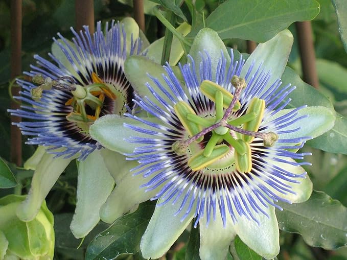 Premium Passion Fruit Potting Soil Mix - Perfect Balance of Nutrients, Drainage, and Aeration for Thriving Passion Fruit Vines - 10 Quart