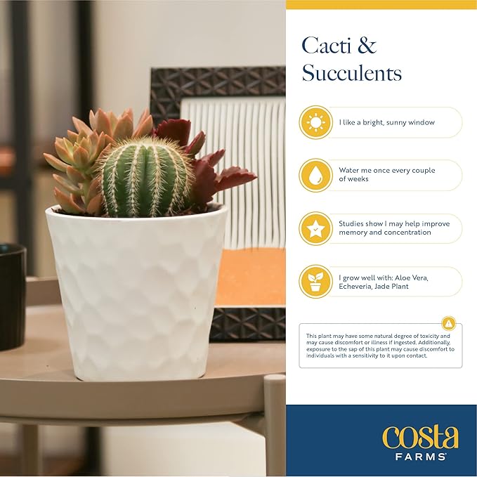 Costa Farms Haworthia Succulent, Easy to Grow Live Plant in Indoor Houseplant Pot, Potting Soil, 4-Inches Tall, Home & Room Decor