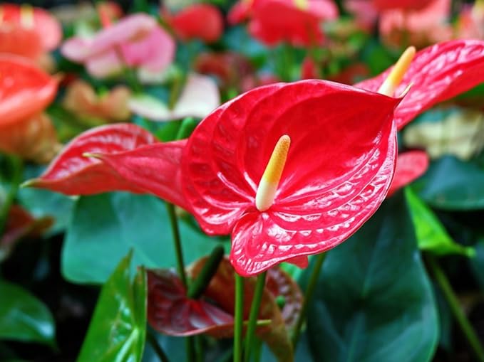 Anthurium Soil - Ideal Formula for Healthy and Vibrant Anthurium Growth - 3 QUARTS
