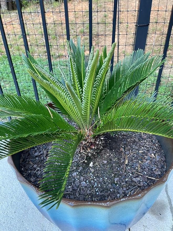 SOGO Palm Plant Potting Soil - Enhance Beauty and Health with Professional Grade Nutrient-Rich Mix - 3 Quart