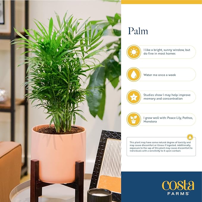 Costa Farms Neanthebella Palm Parlor Palm Live Indoor Plant 12-Inches Tall, Ships in Grower's Pot