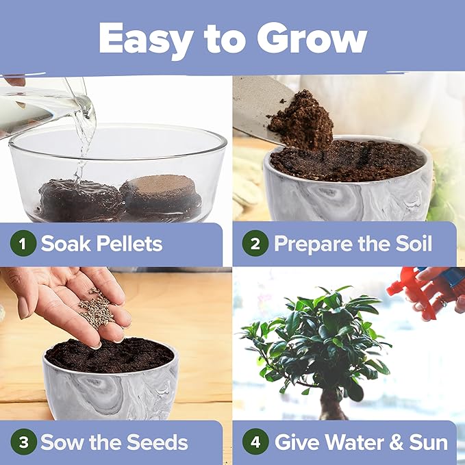 HOME GROWN Bonsai Tree Kit - Premium Ceramic Starter Kit - 4 Variety of Bonsai - Unique Gift for Men and Women Gardeners
