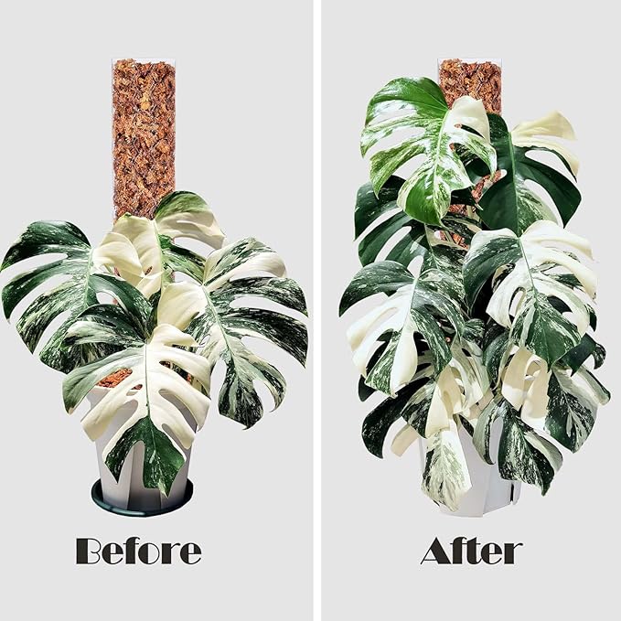 Plastic Moss Pole 4 Pcs Plant Stakes Extending to 62 Inch for Training Indoor Climbing Plants Such as Monstera to Grow Upwards-Use Plant Support Poles Work with Sphagnum Moss or Other soils