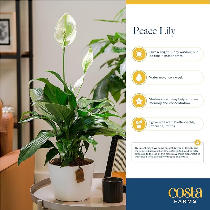 Costa Farms Peace Lily Plant, Live Indoor Houseplant with Flowers Potted in Indoors Garden Plant Pot, Air Purifying Potting Soil, Birthday, New House Gift, Home, Office and Room Decor, 2-3 Feet Tall