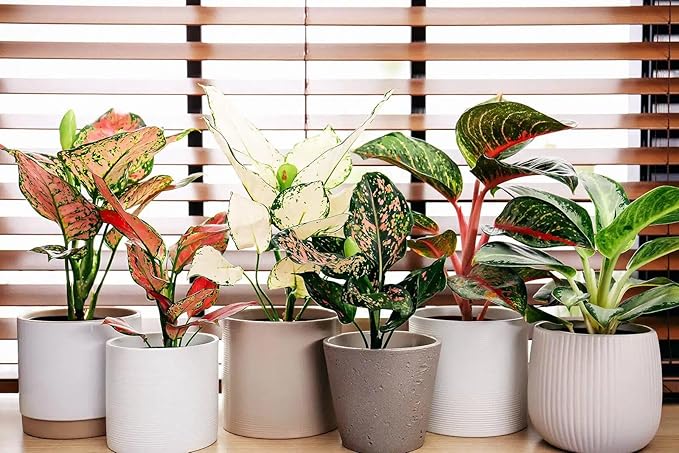 Aglaonema Plant Potting Soil - All-Natural Blend for Thriving Aglaonema Plants - Boosts Root Health and Distinctive Foliage - 10 Quart
