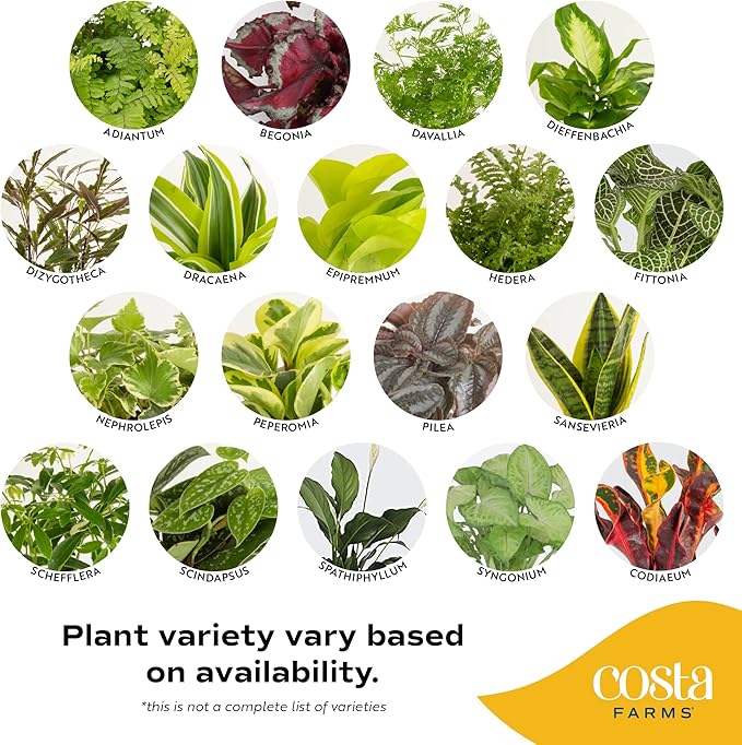 Costa Farms Live House Plants (6 Pack), Easy to Grow Live Indoor Houseplants, Grower's Choice Air Purifier Set, Potted in Indoors Garden Plant Pots, Potting Soil, Housewarming Gift, Home or Room Decor
