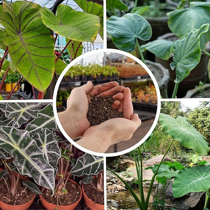 Premium Alocasia Plant Potting Mix - Crafted for Thriving Growth and Striking Elegance - 1 Quart, MAIN-ALOCASIA-1QT