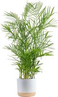 Costa Farms Bamboo Palm, Easy to Grow Houseplant, Live Indoor Plant Potted in Decor Plant Pot, Room or Office Decor, 3-4 Feet Tall