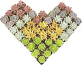 Altman Plants, Live Succulents Plants (50 Pack), Nursery Pots Variety Pack, Bulk Succulents Plants Live Plants Indoor Plants Live House Plants Indoors Live Indoor Plants Live Houseplants Live Indoor