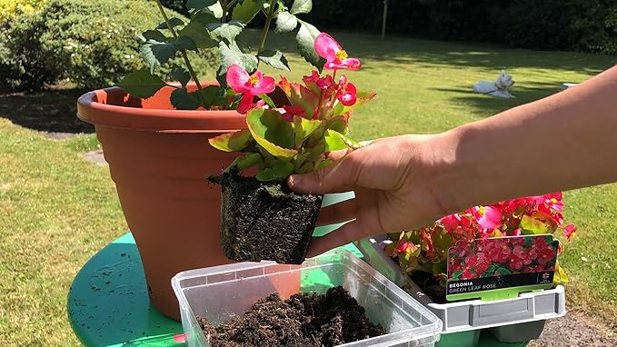 Begonia Plant Potting Soil - All-Natural Blend for Thriving Begonia Plants - Boosts Root Health and Enchanting Blooms - 10 Quart