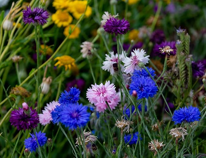 Black Duck Brand Set of 200 Flower Seed Packets! Flower Seeds in Bulk - Best Value Seeds - Great for Classrooms, Beginner Gardeners and Kids! - Deluxe Varieties! (200)