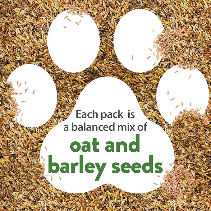 HOME GROWN 30,000+Cat Grass Seeds (6oz) 𝗡𝗢𝗡-𝗚𝗠𝗢 𝗨𝗦𝗔 Heirloom Barley & Oat Mix – Refill for Indoor Cat Grass Growing Kit – Safe Healthy Green Grass for Cats – Pet Grass for Eating & Digestion