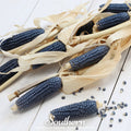 Hopi Blue Corn – 30 Seeds