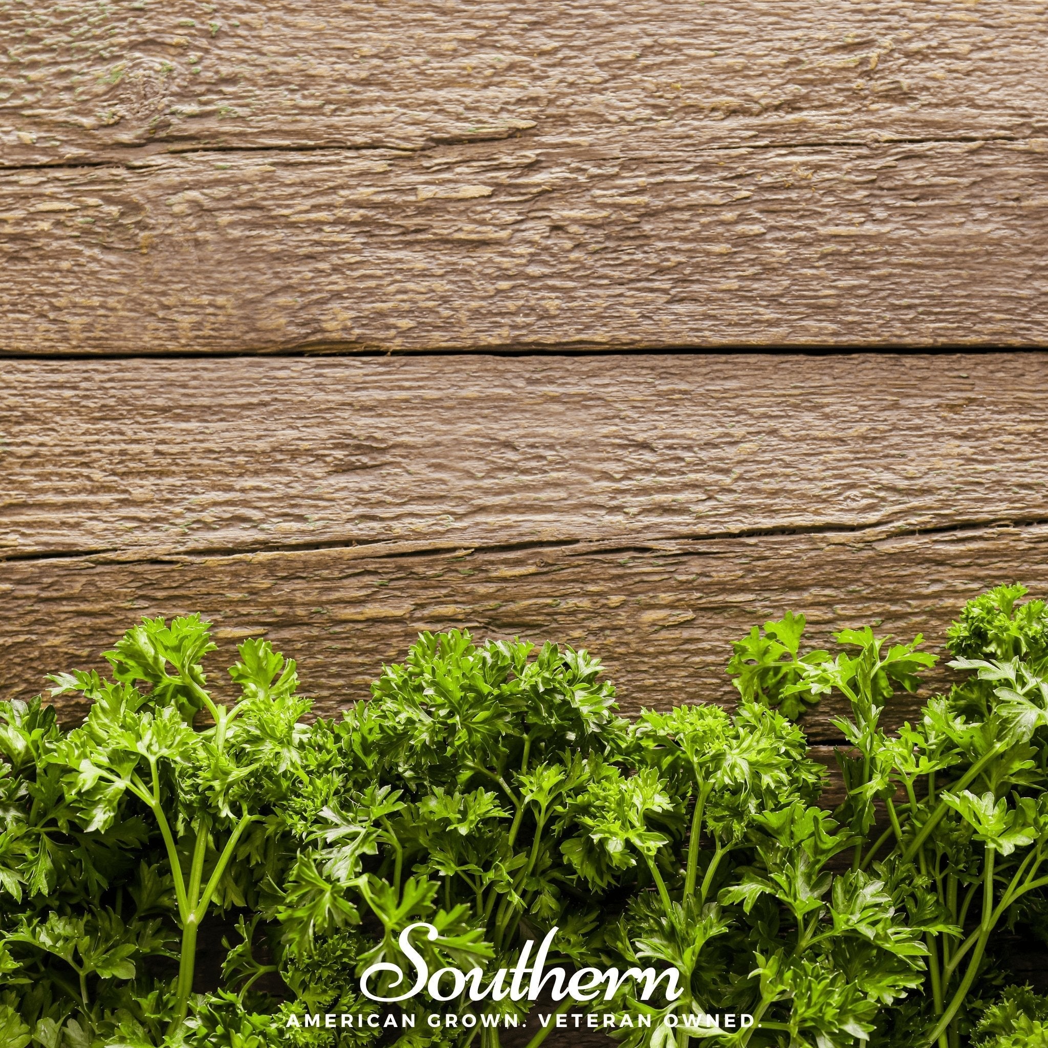 Triple Curled Parsley – 200 Seeds