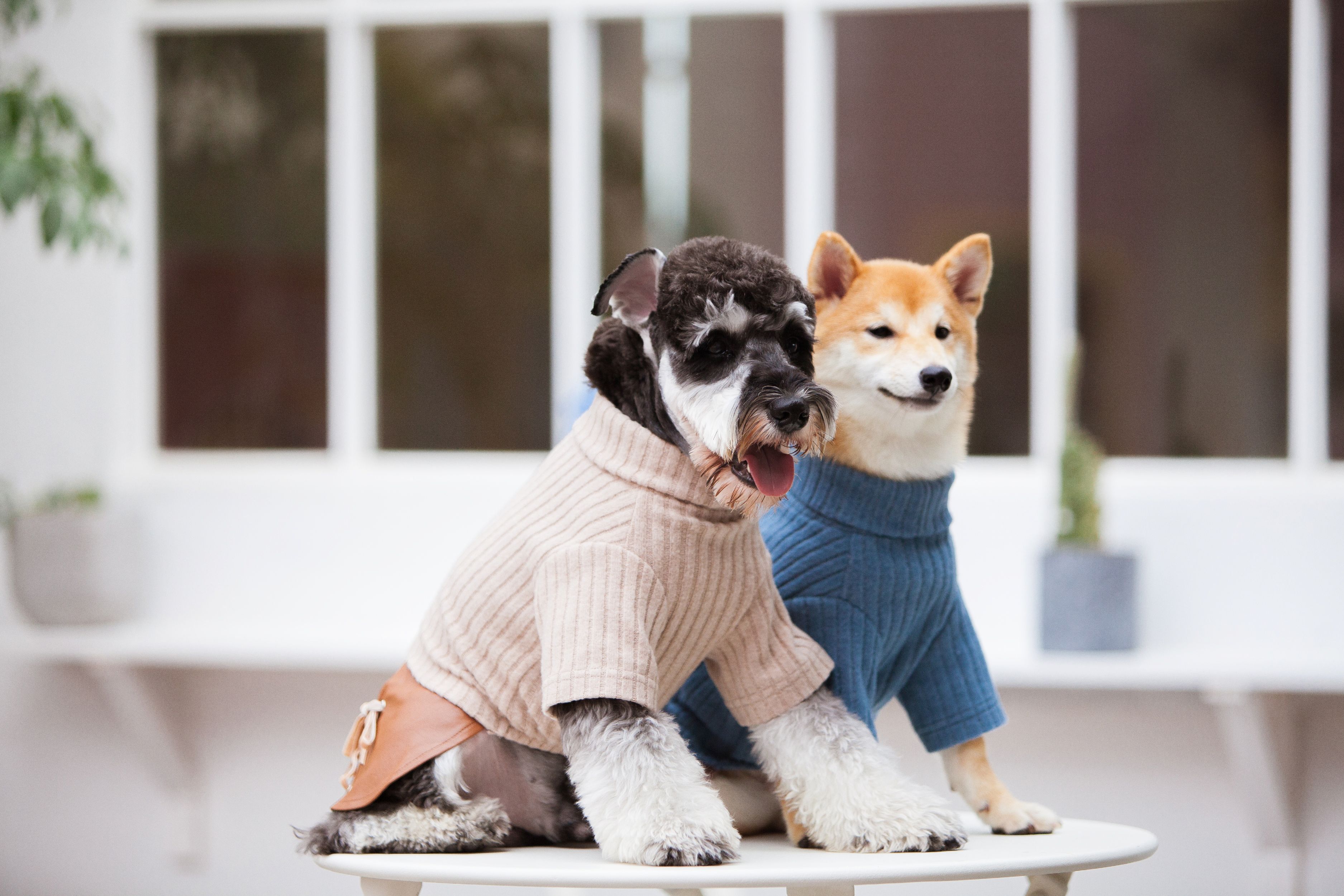 Touchdog ® 'Modress' Fashion Designer Dog Sweater and Dress